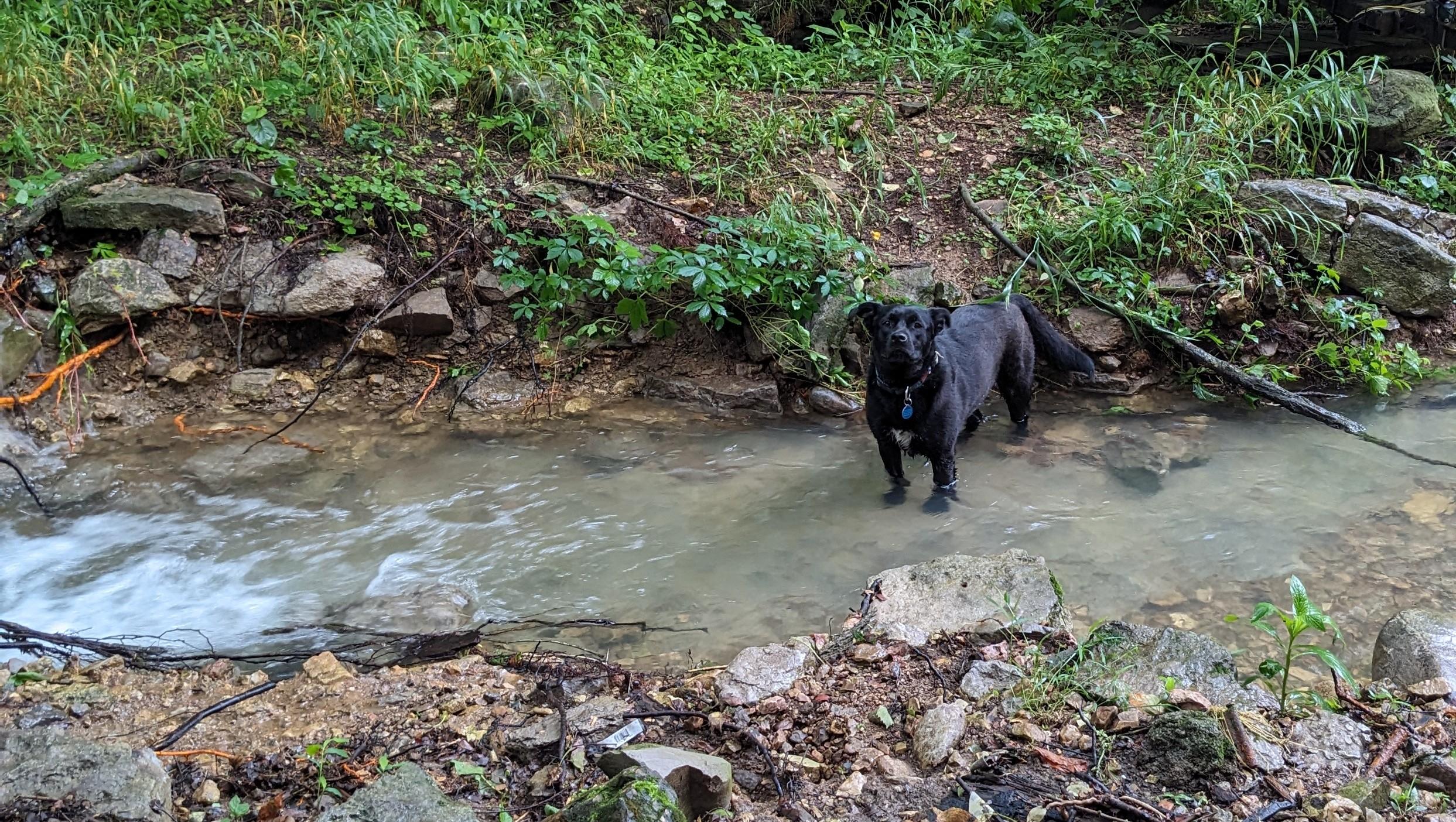 Enlarge Margaret, a Adoptable mixed breed in Dowelltown, TN image 2/3
