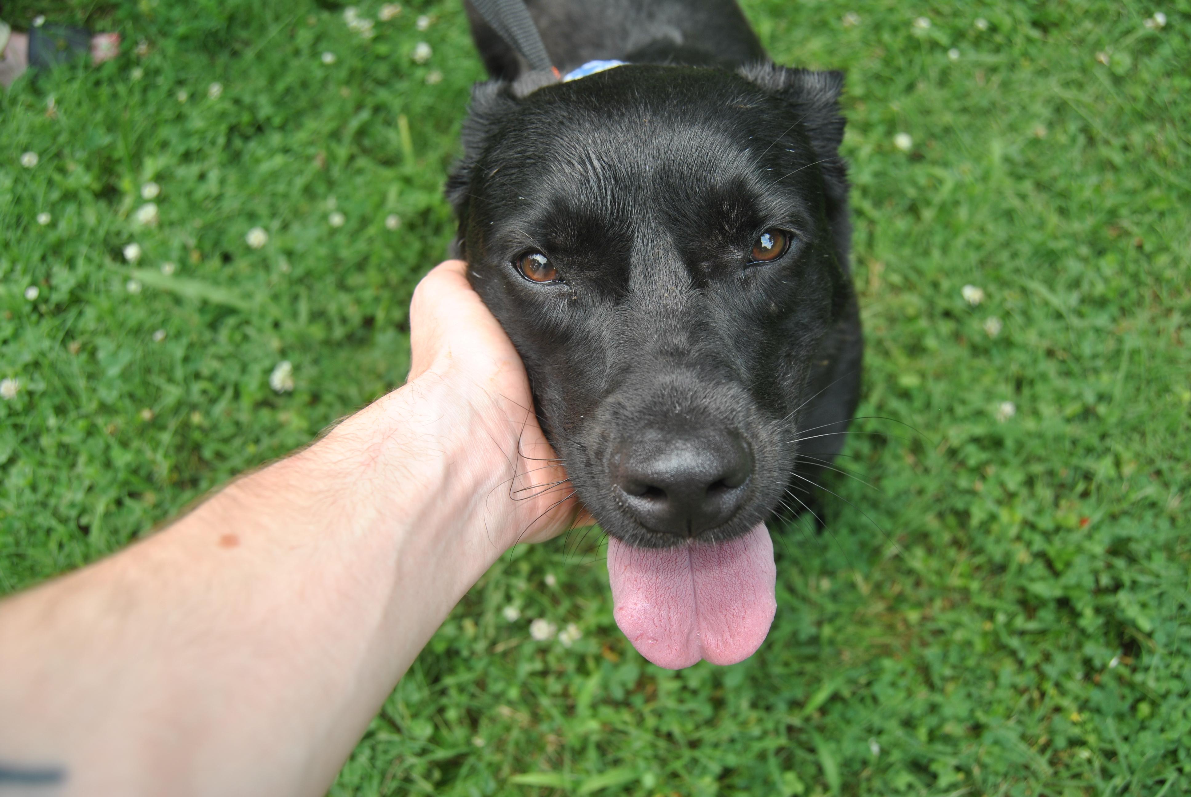 Enlarge Margaret, a Adoptable mixed breed in Dowelltown, TN image 3/3