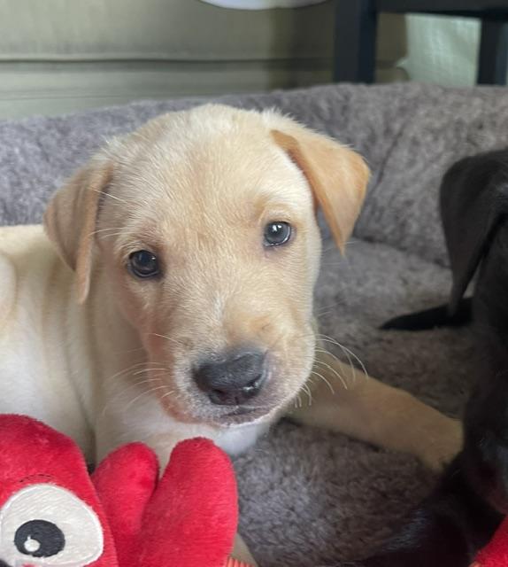 Enlarge Bowie Rocknroll, a Adoptable mixed breed in Woburn, MA image 1/5
