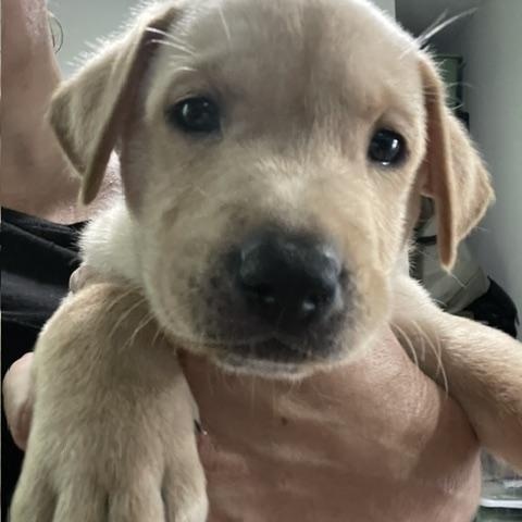 Enlarge Bowie Rocknroll, a Adoptable mixed breed in Woburn, MA image 5/5