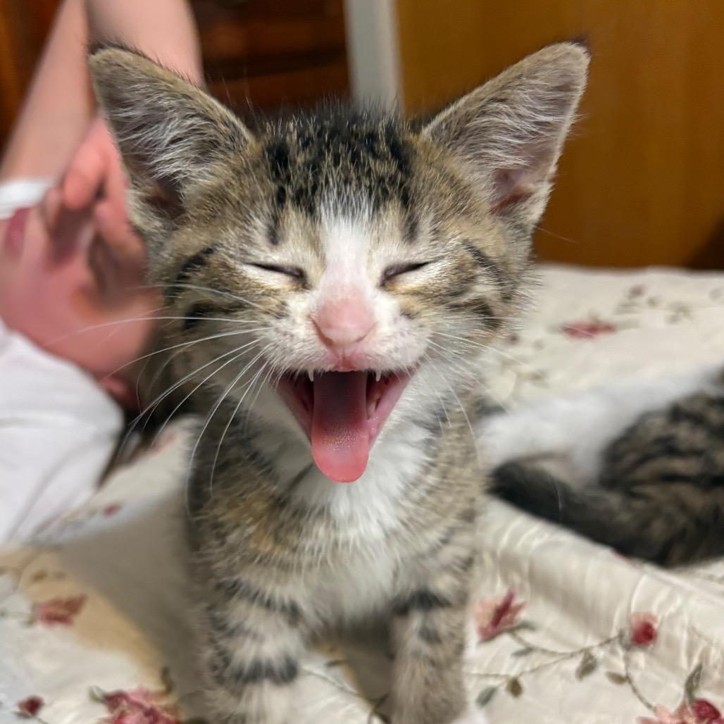 Gus Gus, an adopted Domestic Short Hair in Crookston, MN image 5/5