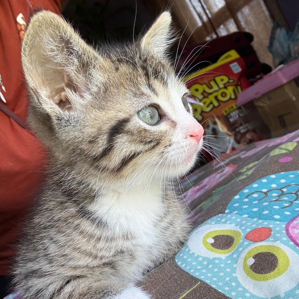 Gus Gus, an adopted Domestic Short Hair in Crookston, MN image 3/5