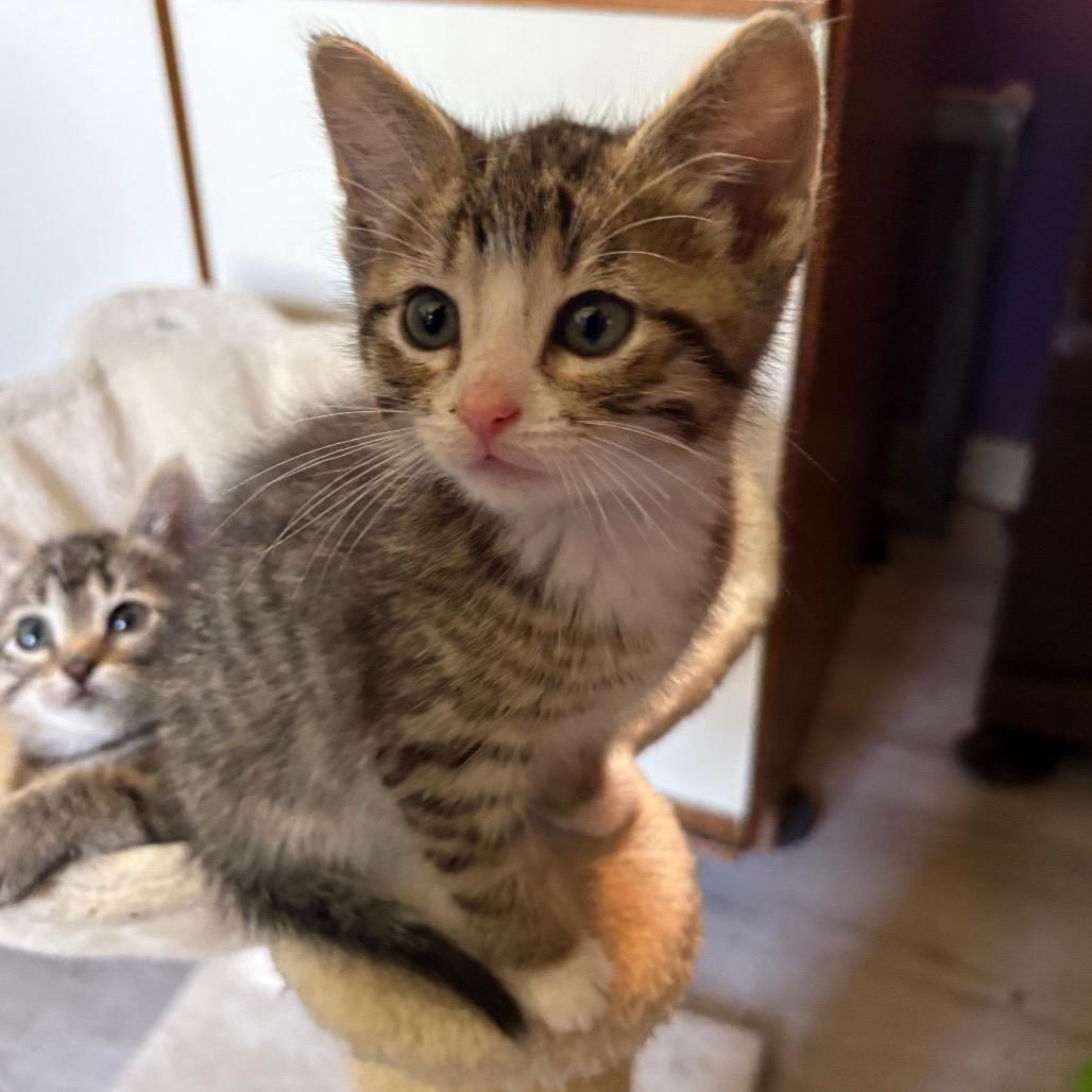 Gus Gus, an adopted Domestic Short Hair in Crookston, MN image 1/5