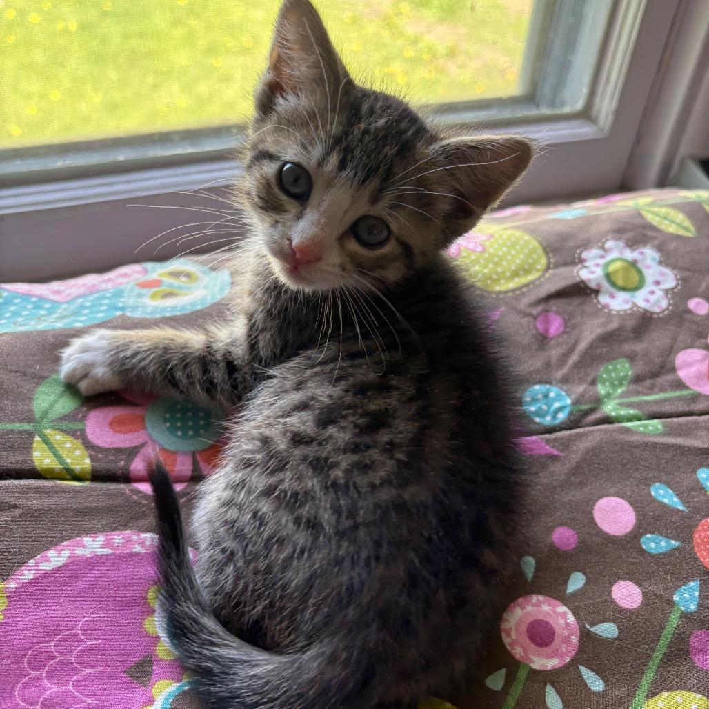 Gus Gus, an adopted Domestic Short Hair in Crookston, MN image 4/5