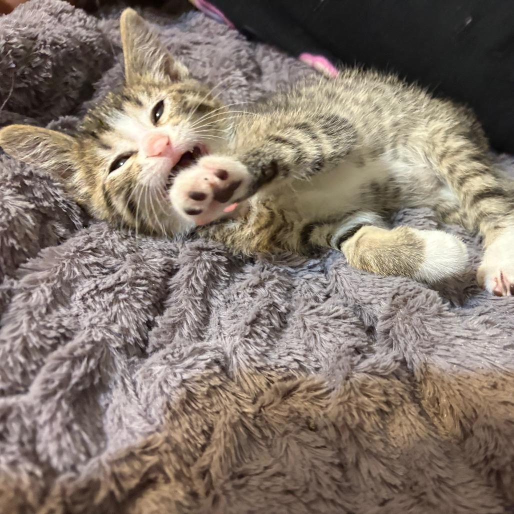 Gus Gus, an adopted Domestic Short Hair in Crookston, MN image 2/5