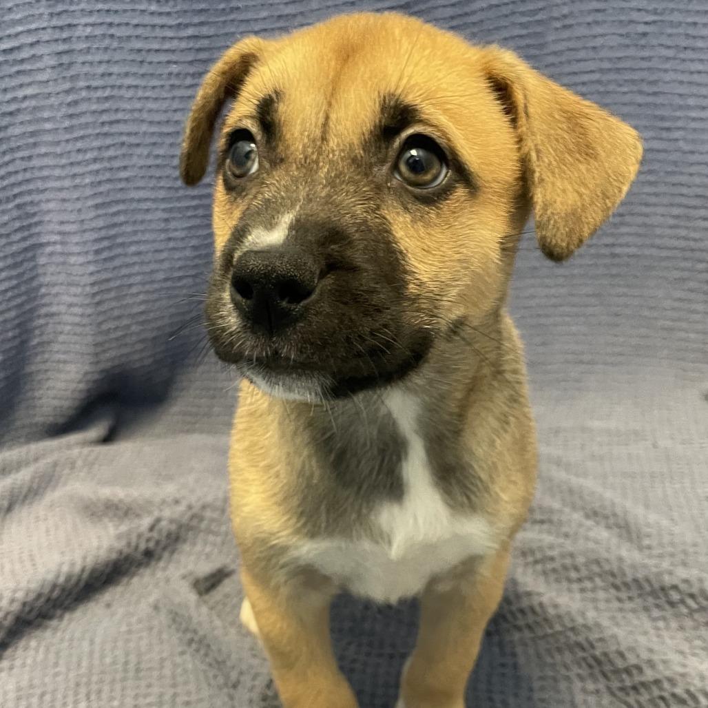 Potato Salad, Adoptable, Puppy Female Mixed Breed.