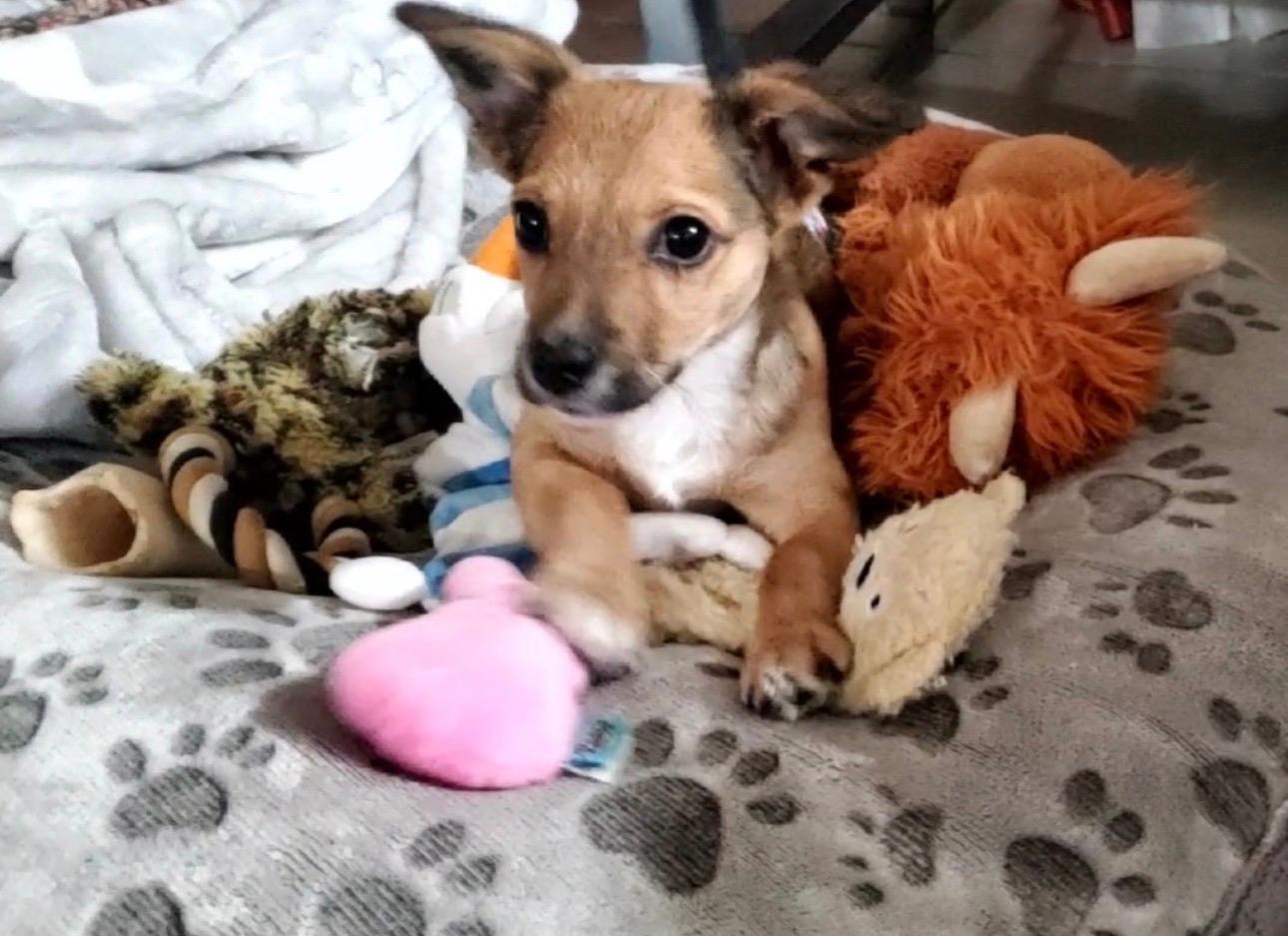 Enlarge Puppy Arlo  -  So Ca, a Adoptable mixed breed in Los Angeles, CA image 2/3