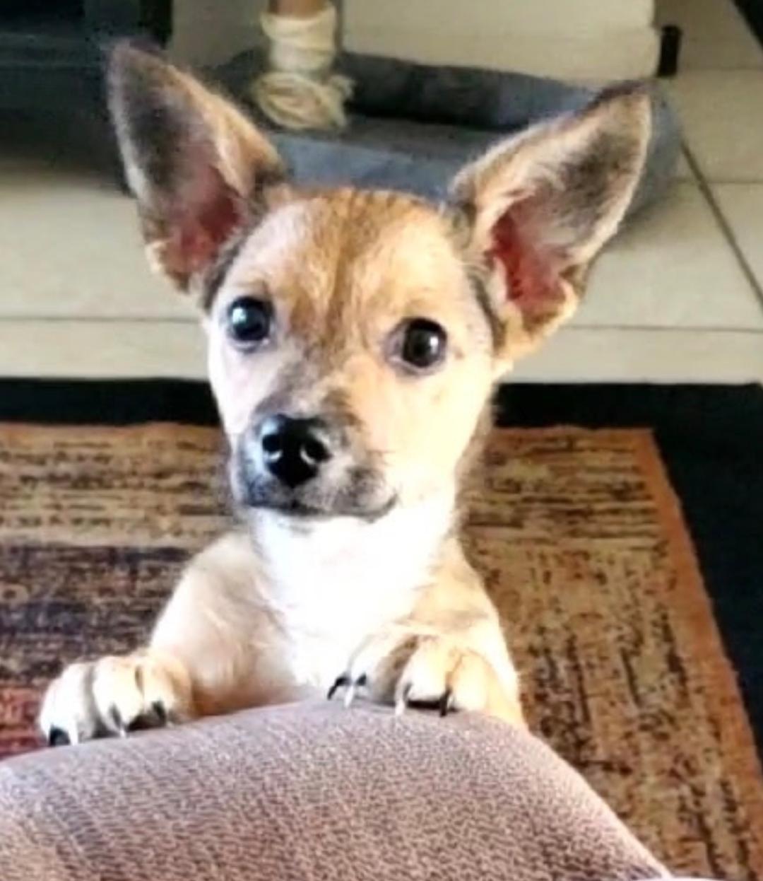 Enlarge Puppy Arlo  -  So Ca, a Adoptable mixed breed in Los Angeles, CA image 3/3