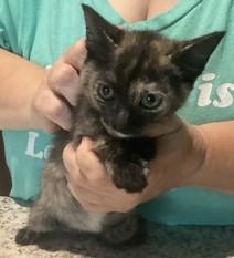 Enlarge Thumper, a Adopted Domestic Medium Hair in Joshua, TX image 1/1