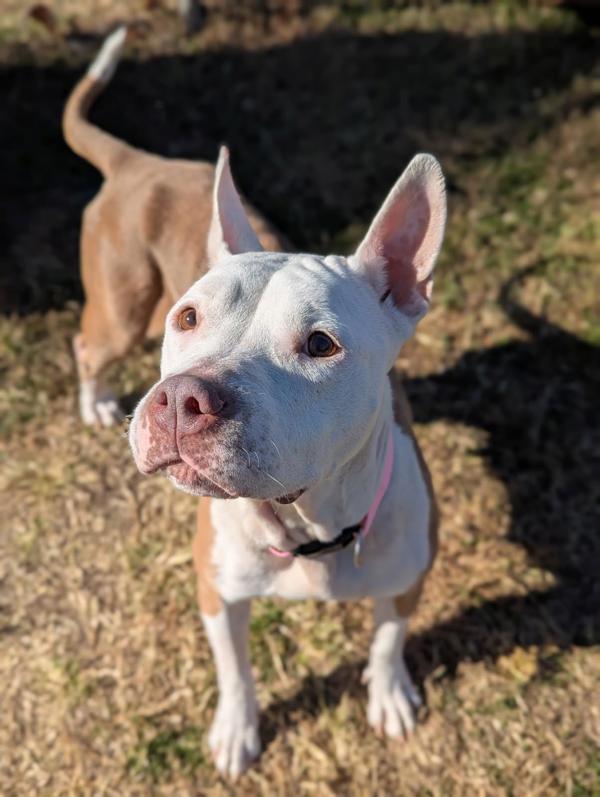 Strawberry Gusher, Adoptable, Senior Female Pit Bull Terrier.