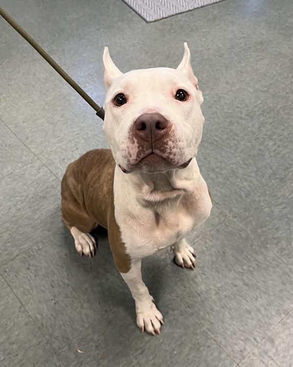 Enlarge Strawberry Gusher, a Adoptable mixed breed in Richmond, VA image 2/4