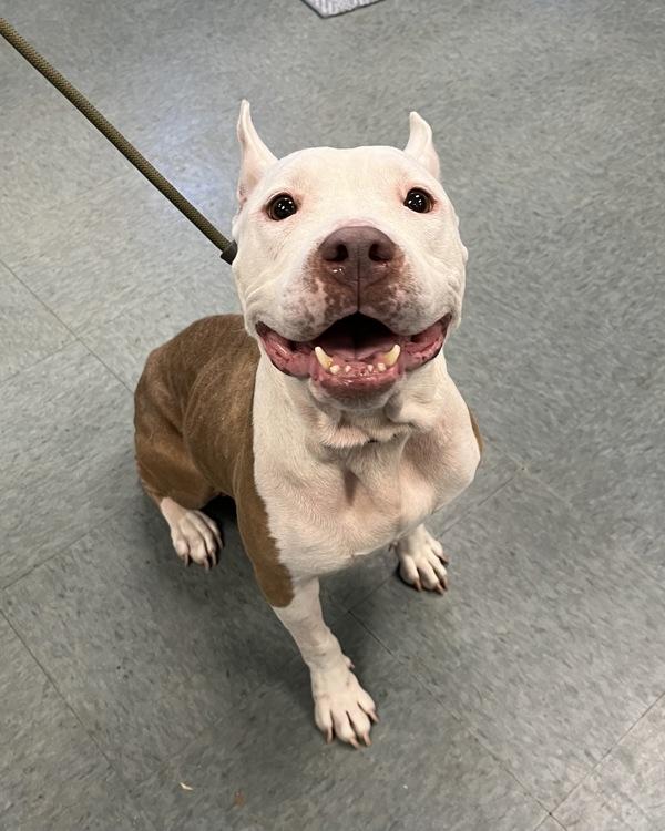 Enlarge Strawberry Gusher, a Adoptable mixed breed in Richmond, VA image 4/4