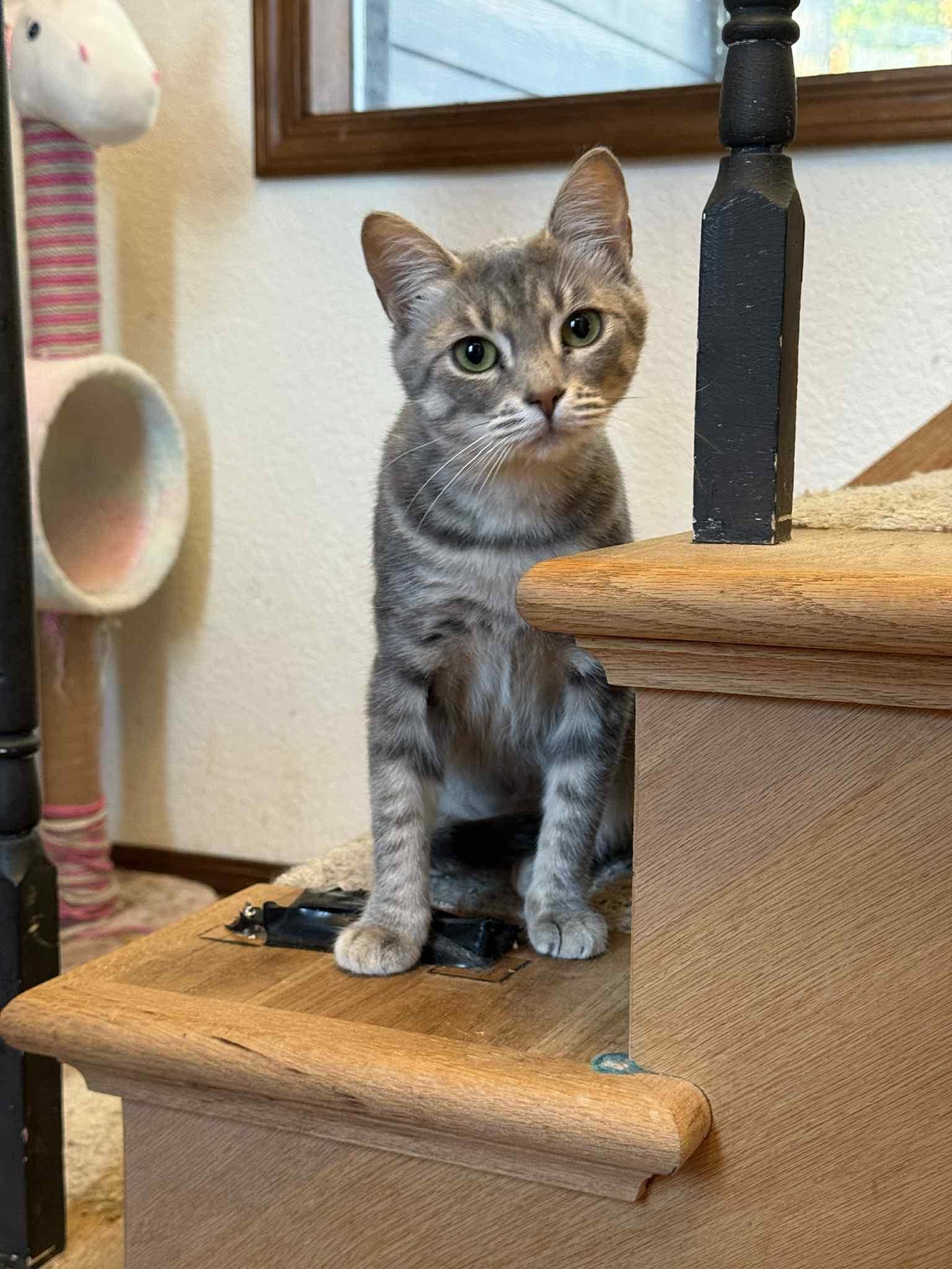Teensy, Adoptable, Young Female Tabby.