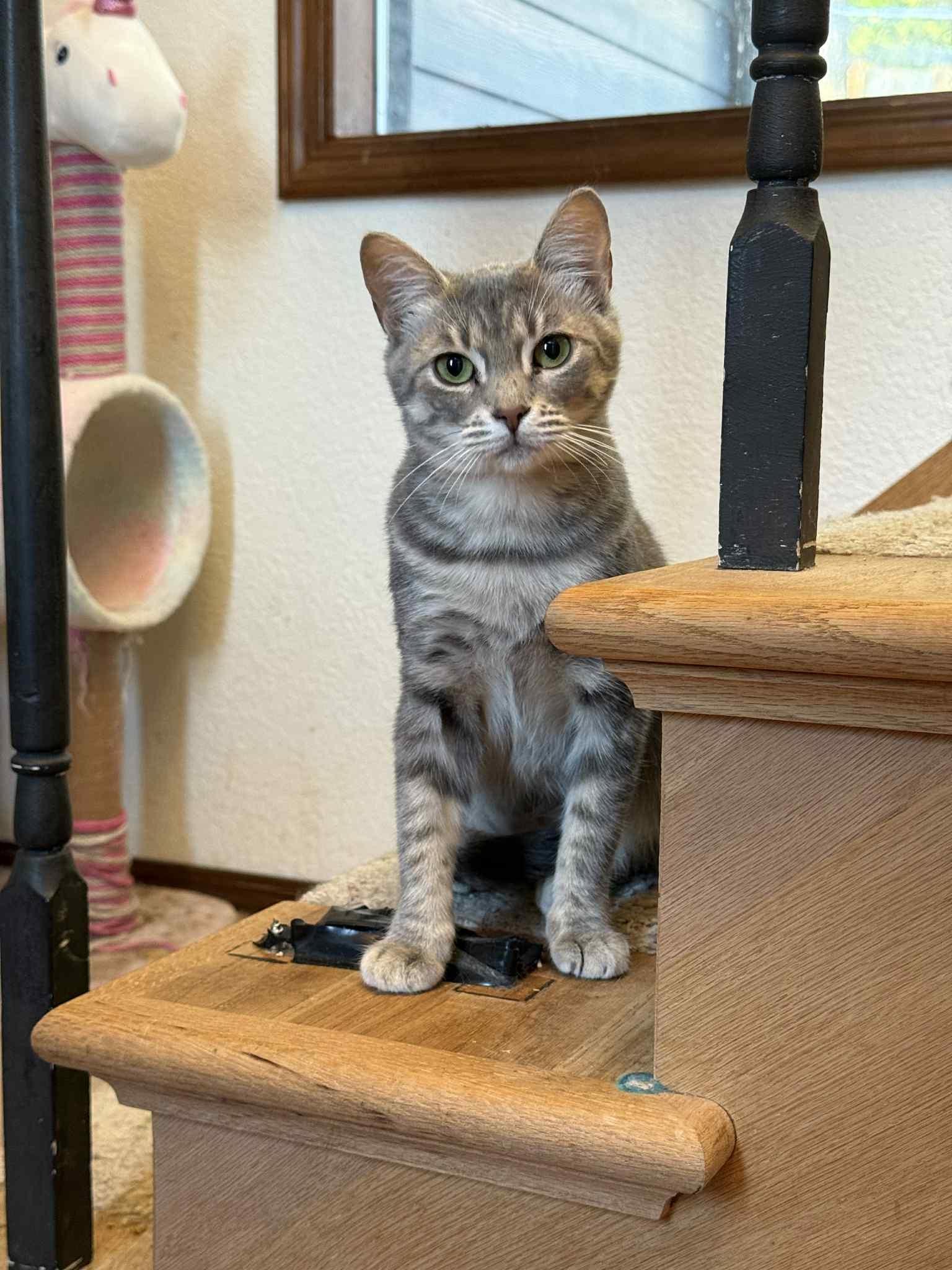 Enlarge Teensy, a Adoptable Tabby in Shelton, WA image 2/3
