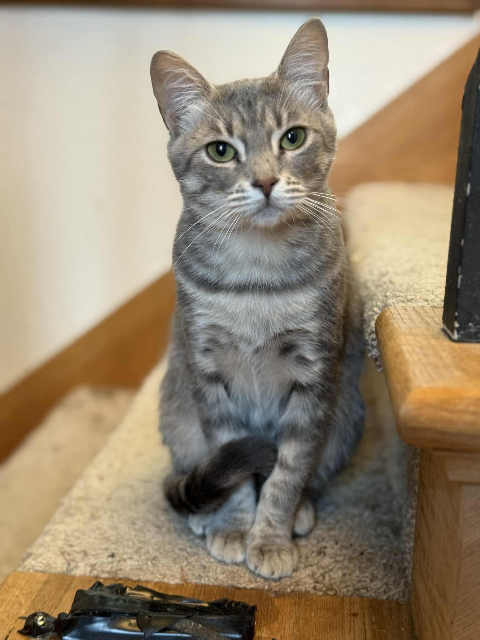 Enlarge Teensy, a Adoptable Tabby in Shelton, WA image 3/3