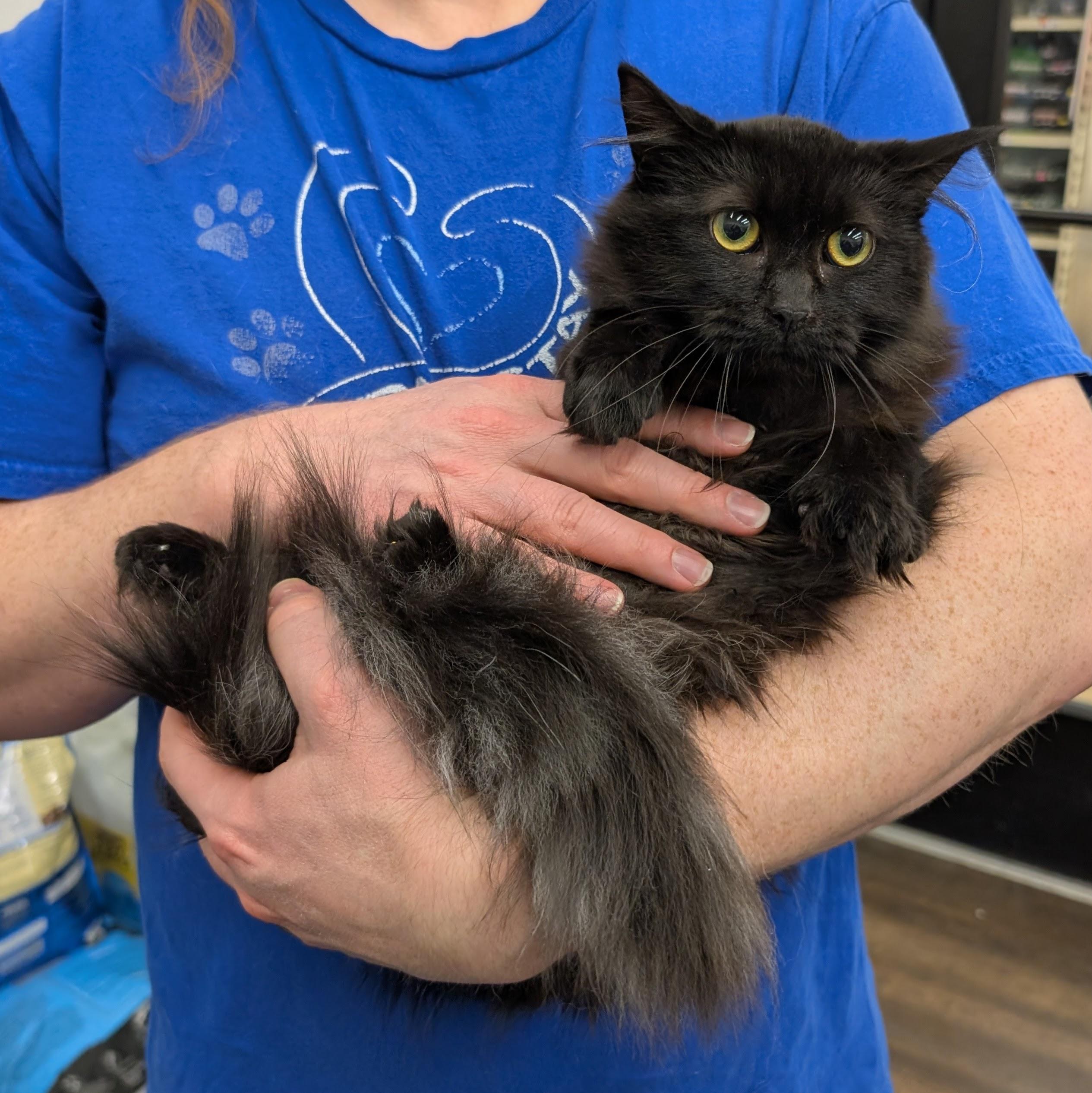 Gidget, ADOPTABLE, Young Female Domestic Long Hair.