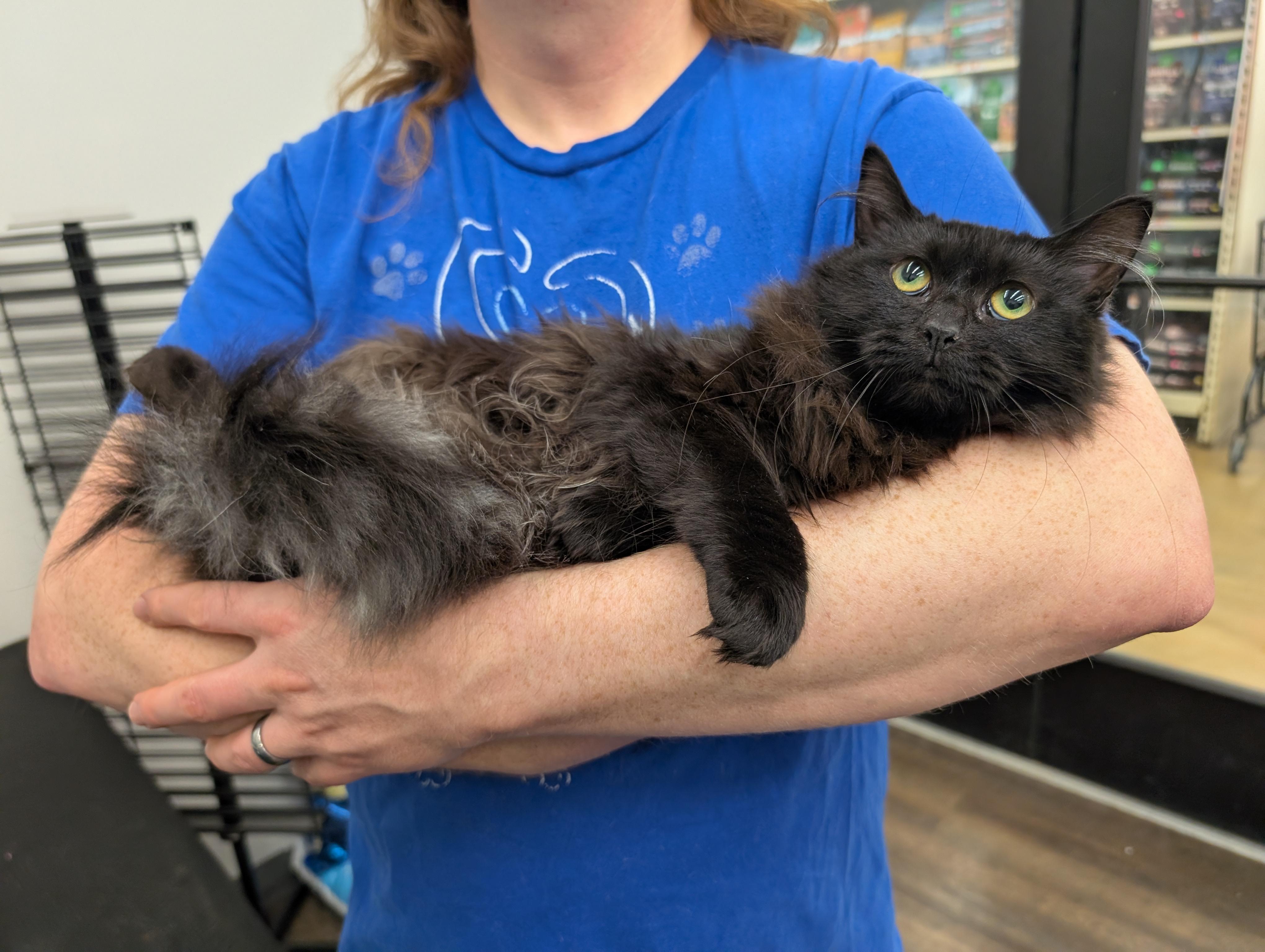 Gidget, a ADOPTABLE Domestic Long Hair in Grayslake, IL image 2/2