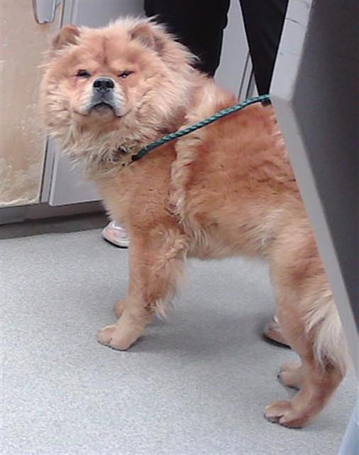 PEABERRY, Adoptable, Young Male Chow Chow & Mixed Breed.