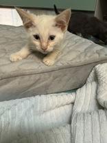 Babe, an adopted Domestic Short Hair in Steamboat Springs, CO image 2/2
