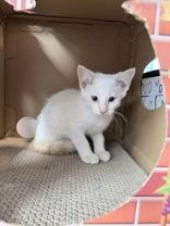 Babe, an adopted Domestic Short Hair in Steamboat Springs, CO image 1/2