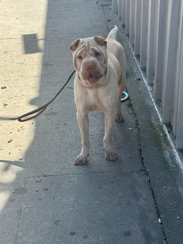 Enlarge Buddha, a Adoptable Shar-Pei in Tucson, AZ image 1/3