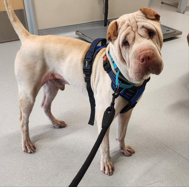 Buddha, Adoptable, Adult Male Shar-Pei.