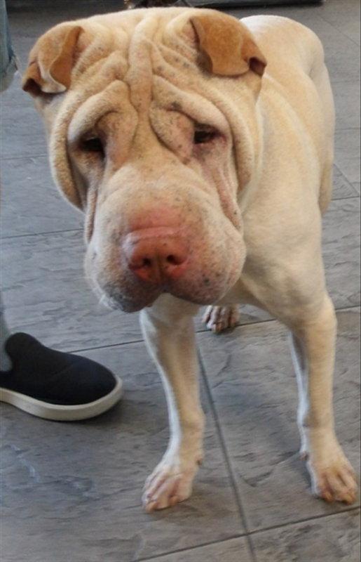 Enlarge Buddha, a Adoptable Shar-Pei in Tucson, AZ image 3/3