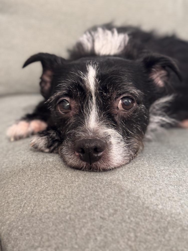 Enlarge Winston, a Adoptable mixed breed in New York, NY image 1/5