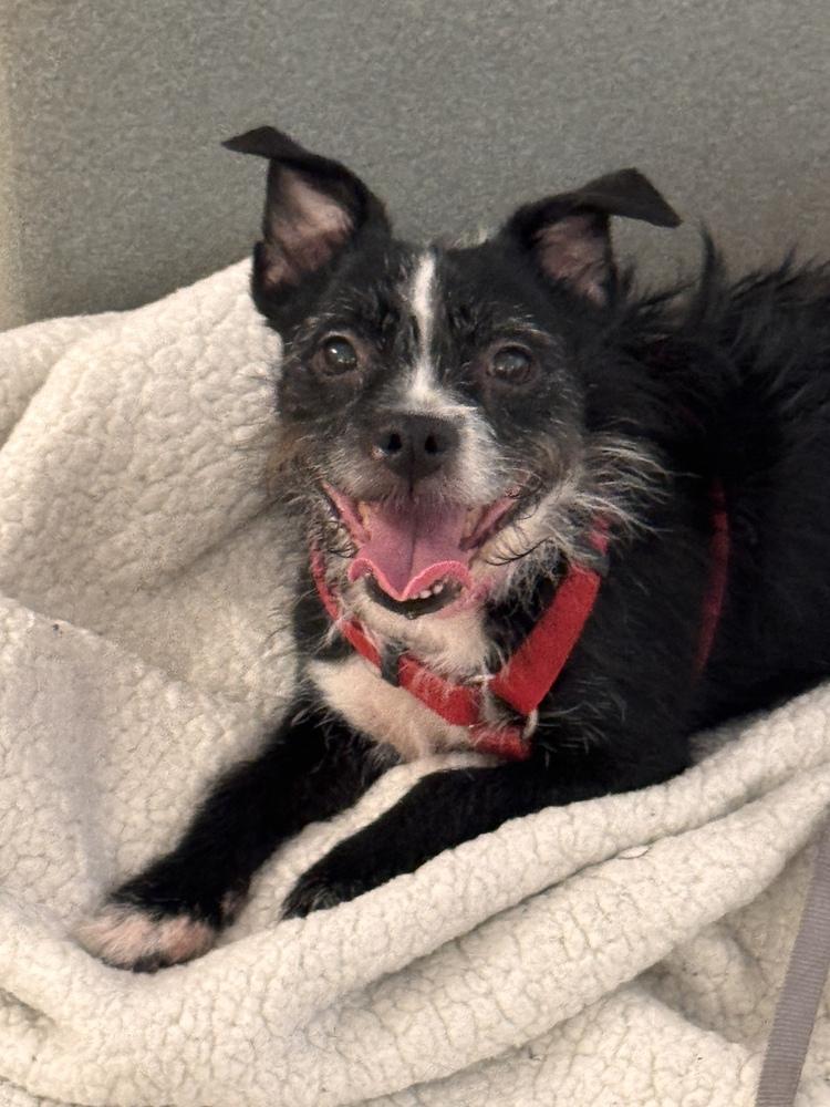 Enlarge Winston, a Adoptable mixed breed in New York, NY image 2/5