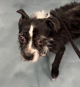 Enlarge Winston, a Adoptable mixed breed in New York, NY image 3/5