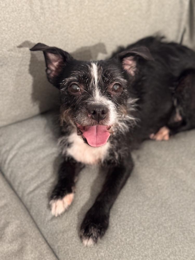 Enlarge Winston, a Adoptable mixed breed in New York, NY image 5/5