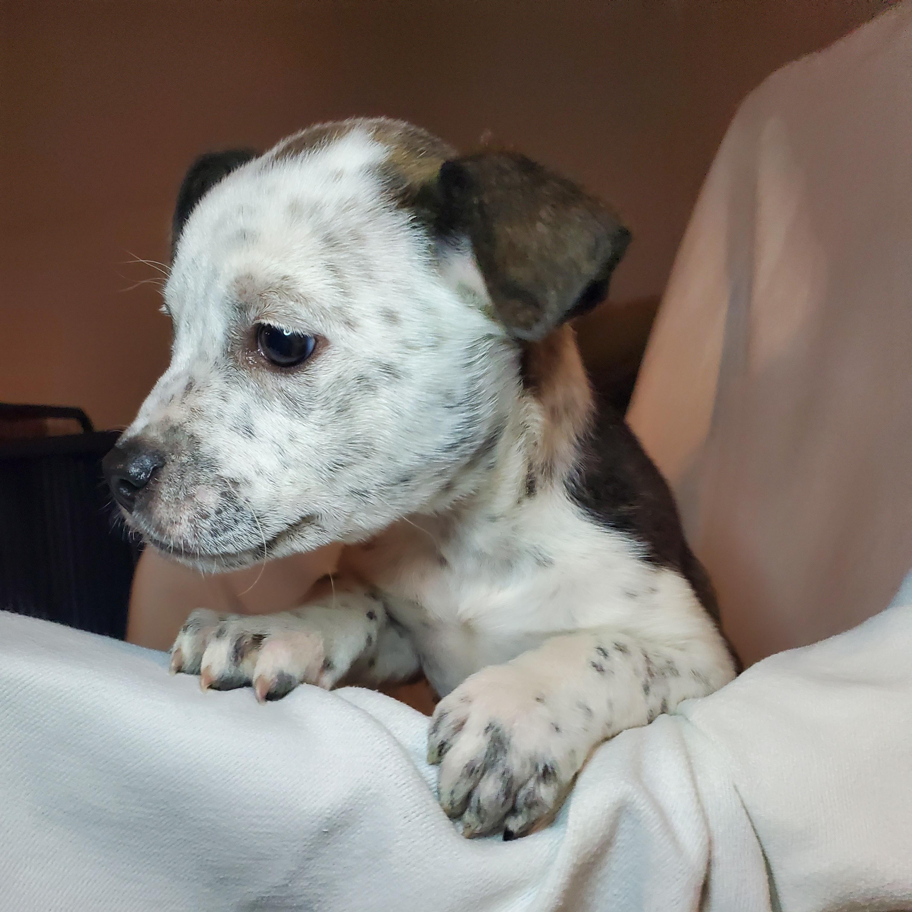 Cindy , Adoptable, Puppy Female Mixed Breed.