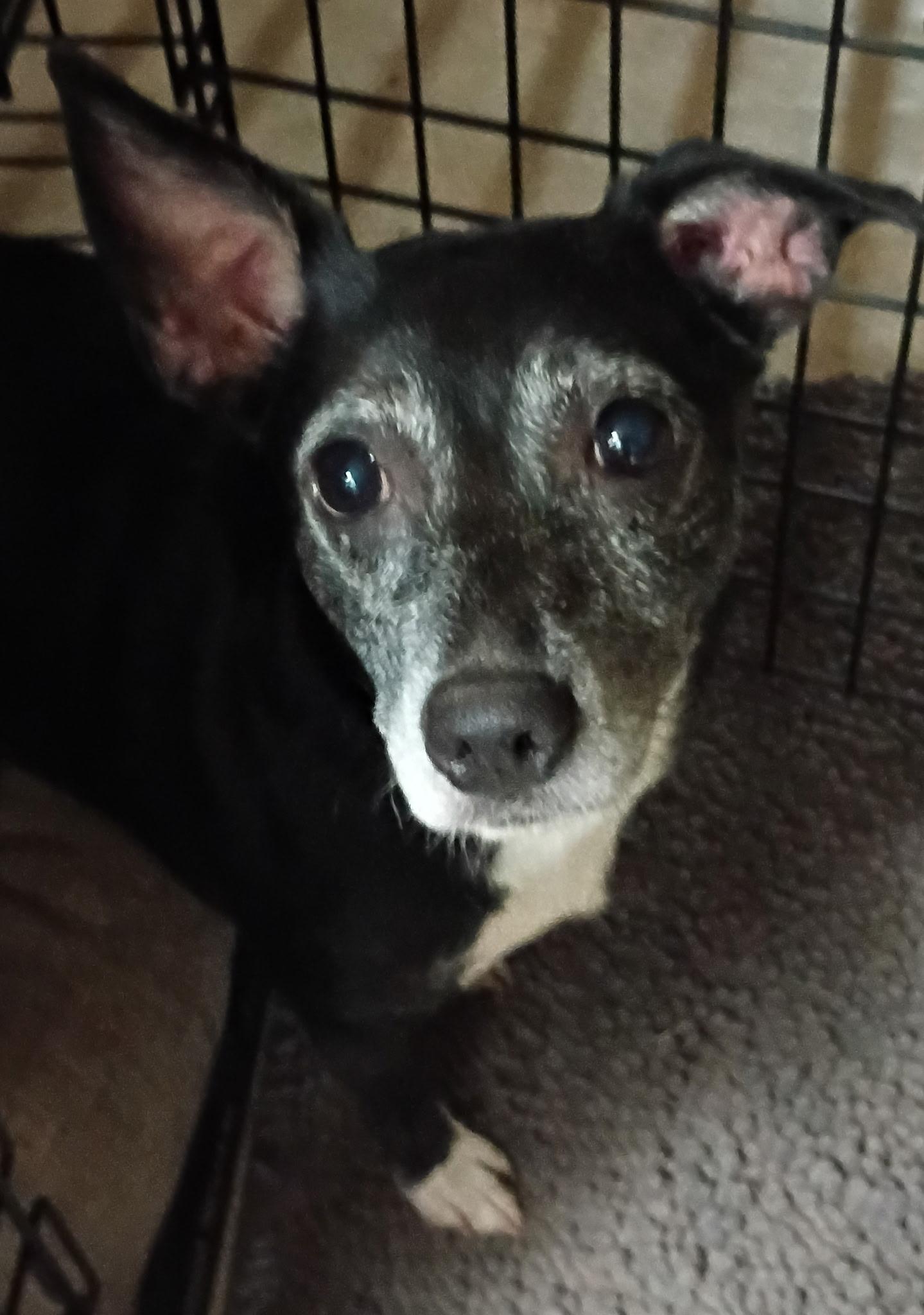Enlarge Petals, a ADOPTABLE mixed breed in Garland, TX image 4/6