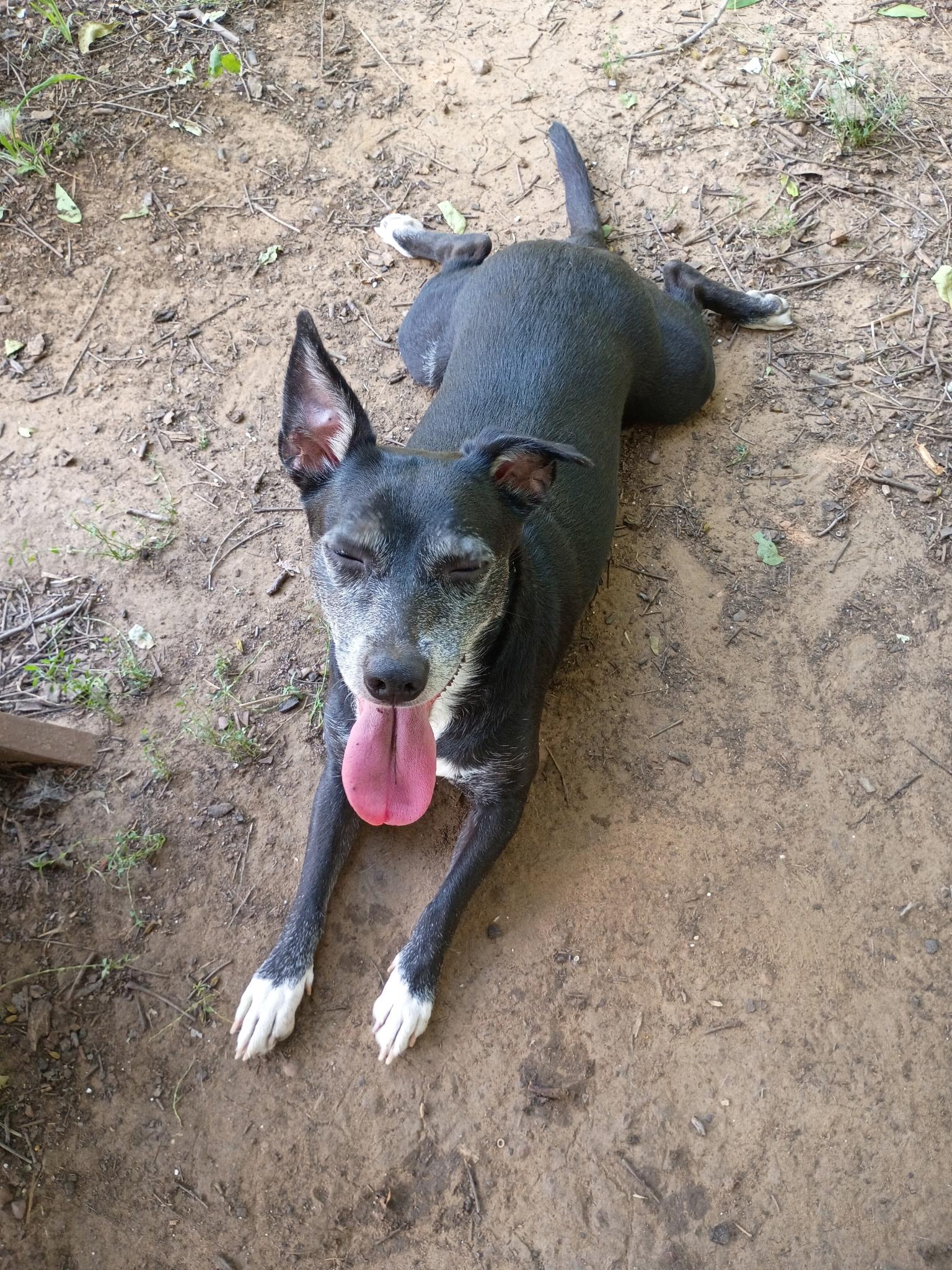 Enlarge Petals, a ADOPTABLE mixed breed in Garland, TX image 6/6