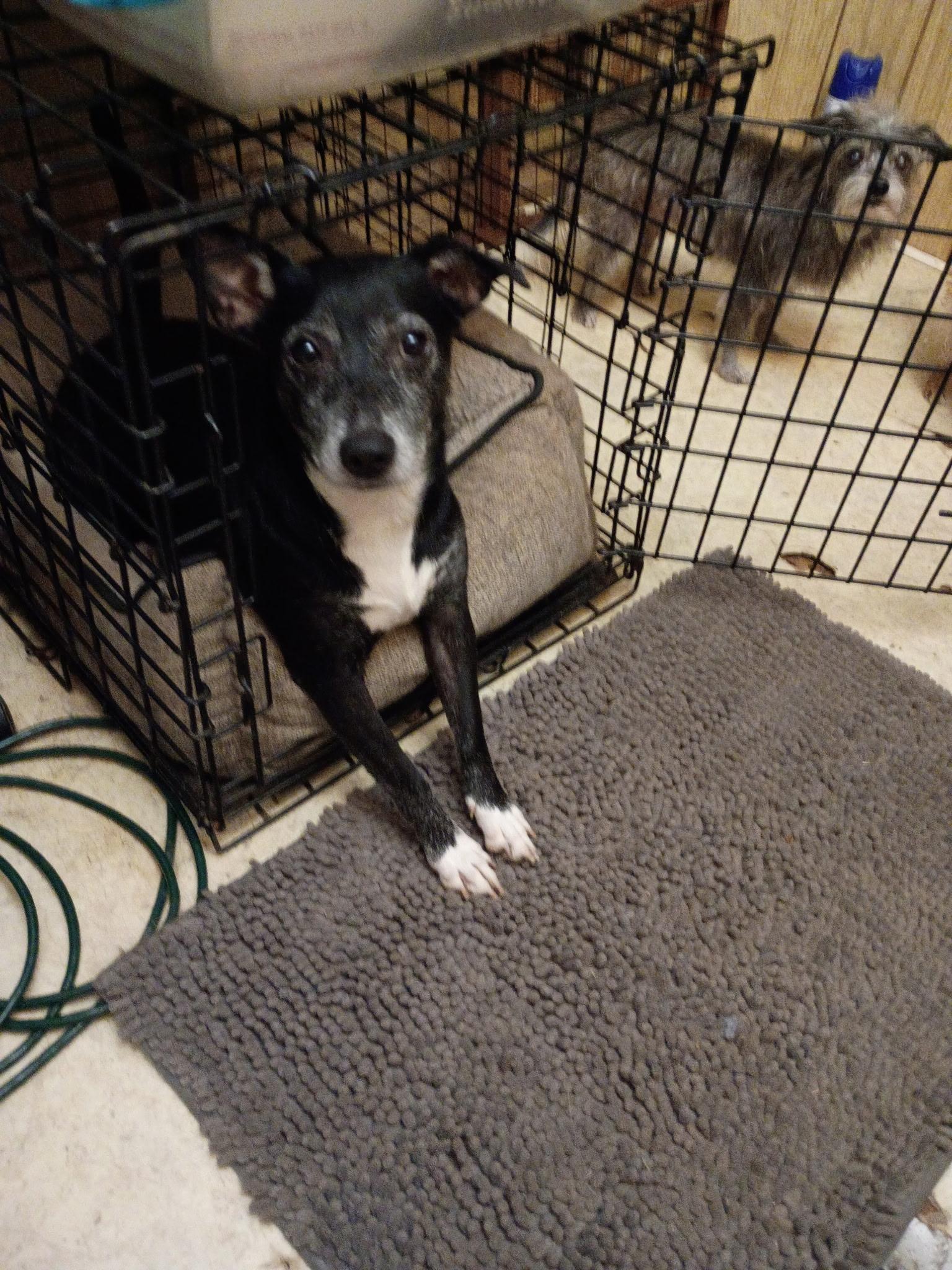 Enlarge Petals, a ADOPTABLE mixed breed in Garland, TX image 2/6