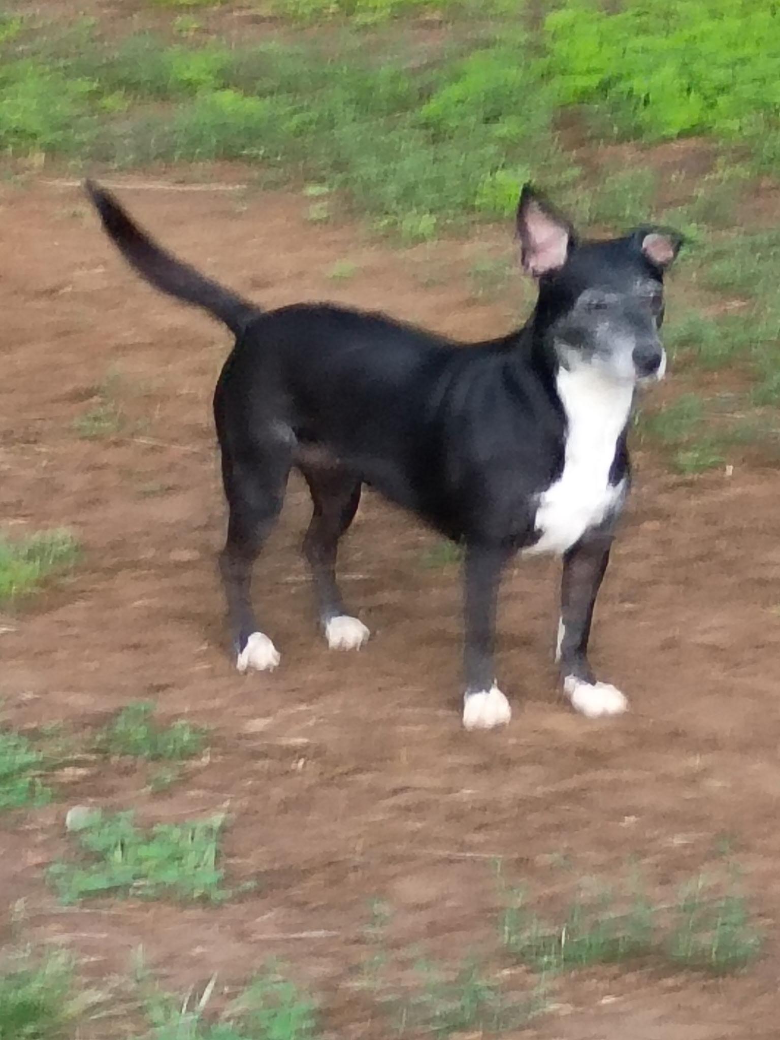 Enlarge Petals, a ADOPTABLE mixed breed in Garland, TX image 5/6