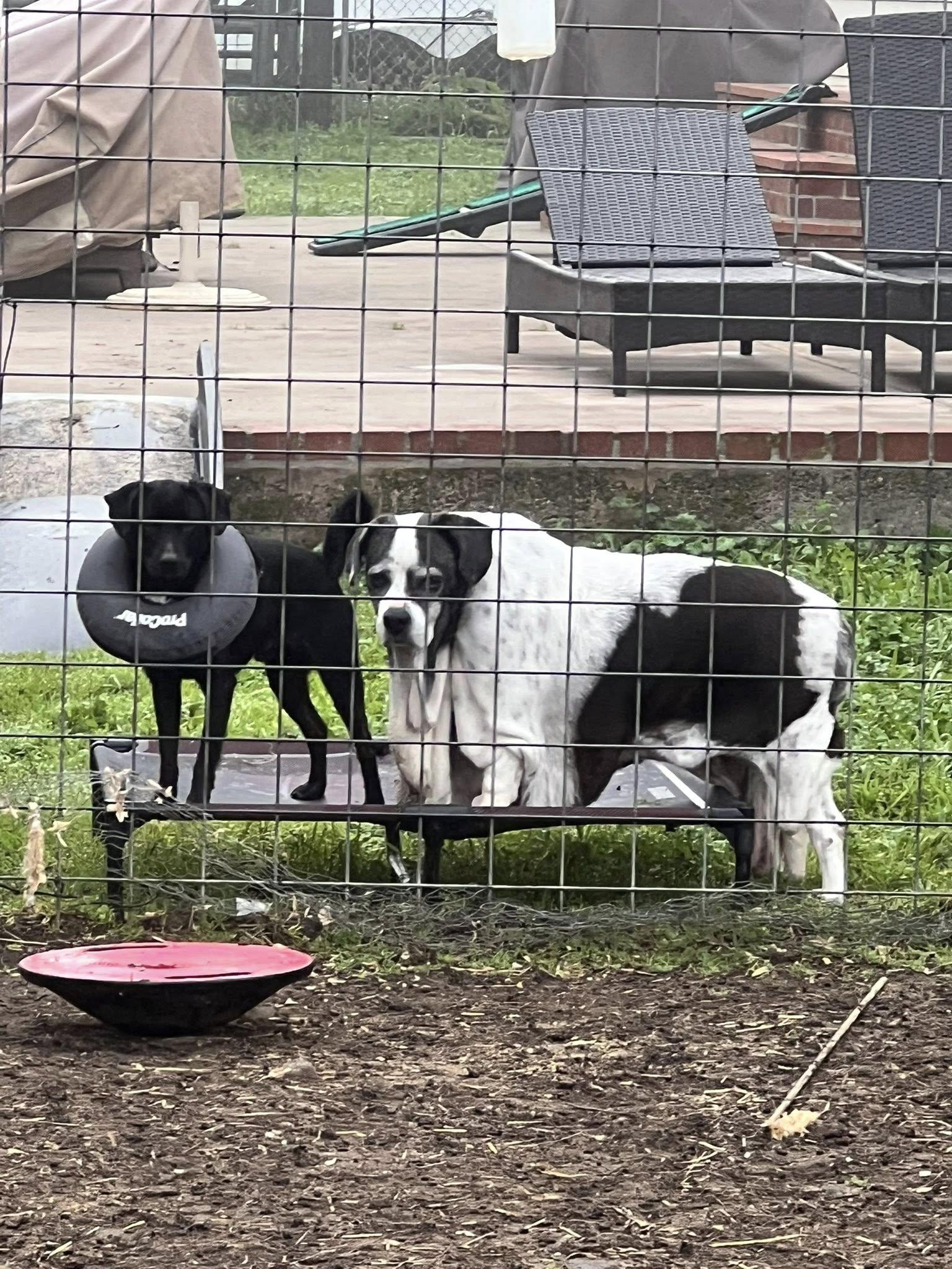 Enlarge Mitchell, an adopted mixed breed in Santa Rosa, CA image 2/2