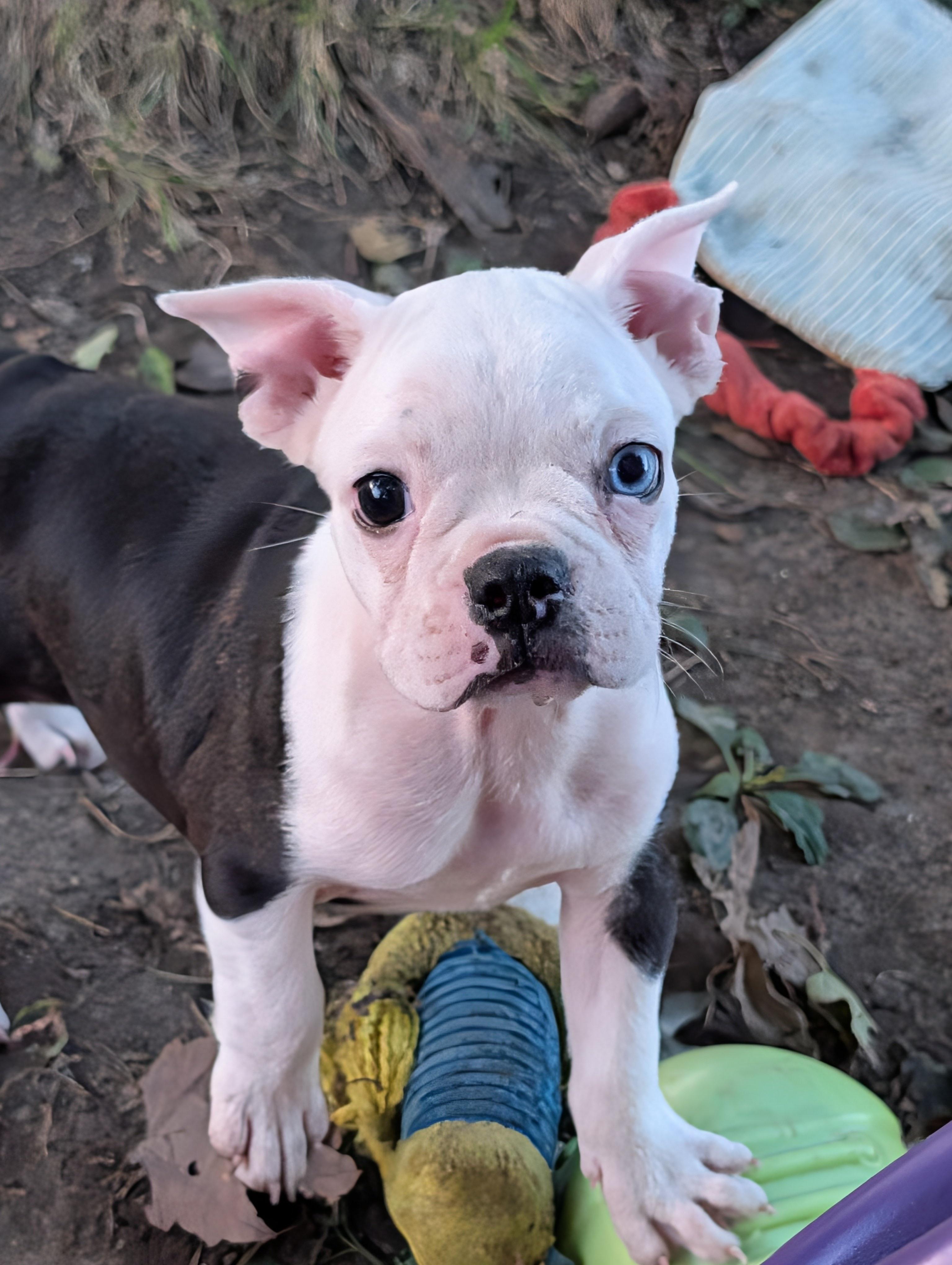 Enlarge Violet, a Adoptable mixed breed in Overland Park, KS image 2/2