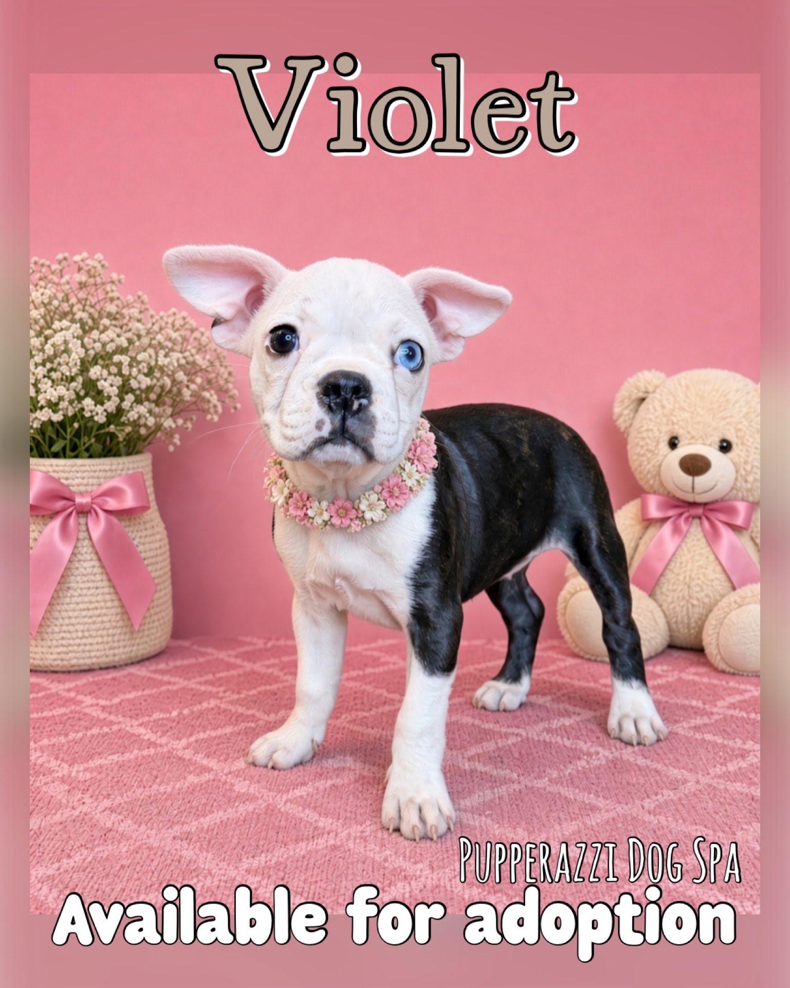 Enlarge Violet, a Adoptable mixed breed in Overland Park, KS image 1/2