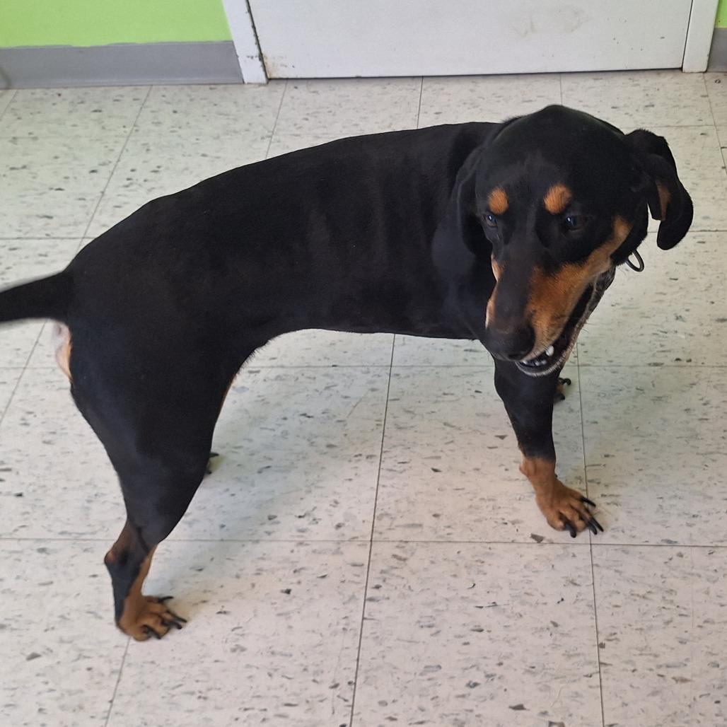 Henry, Adoptable, Adult Male Coonhound.