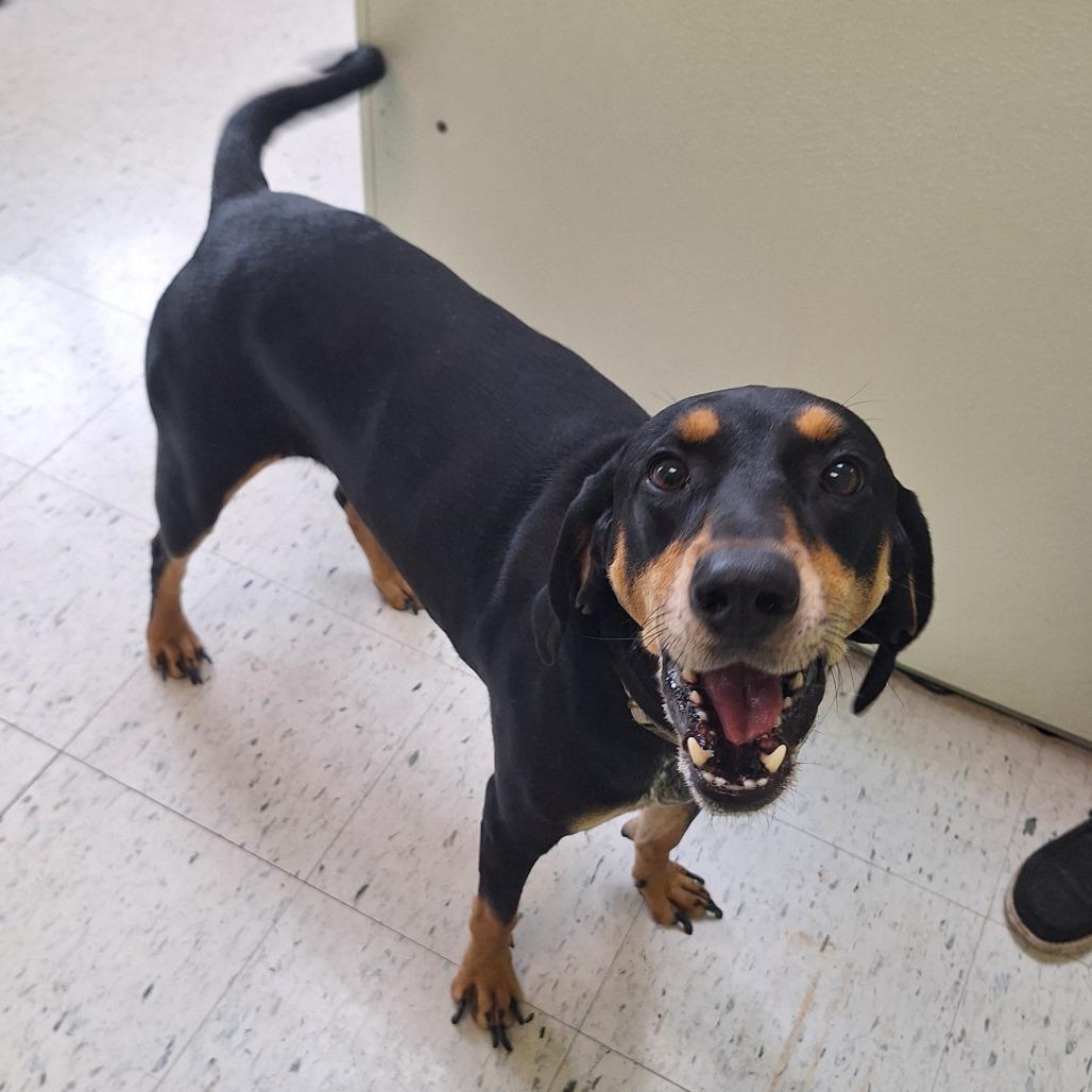 Henry, a Adoptable Coonhound in Emporia, KS image 2/5