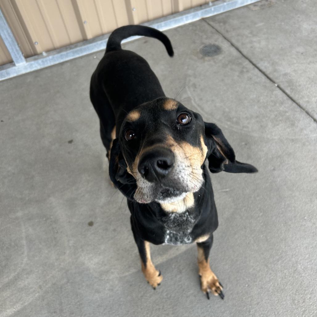 Henry, a Adoptable Coonhound in Emporia, KS image 3/5