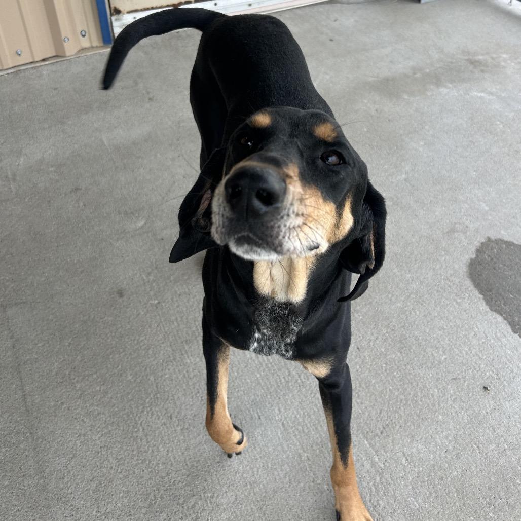 Henry, a Adoptable Coonhound in Emporia, KS image 4/5