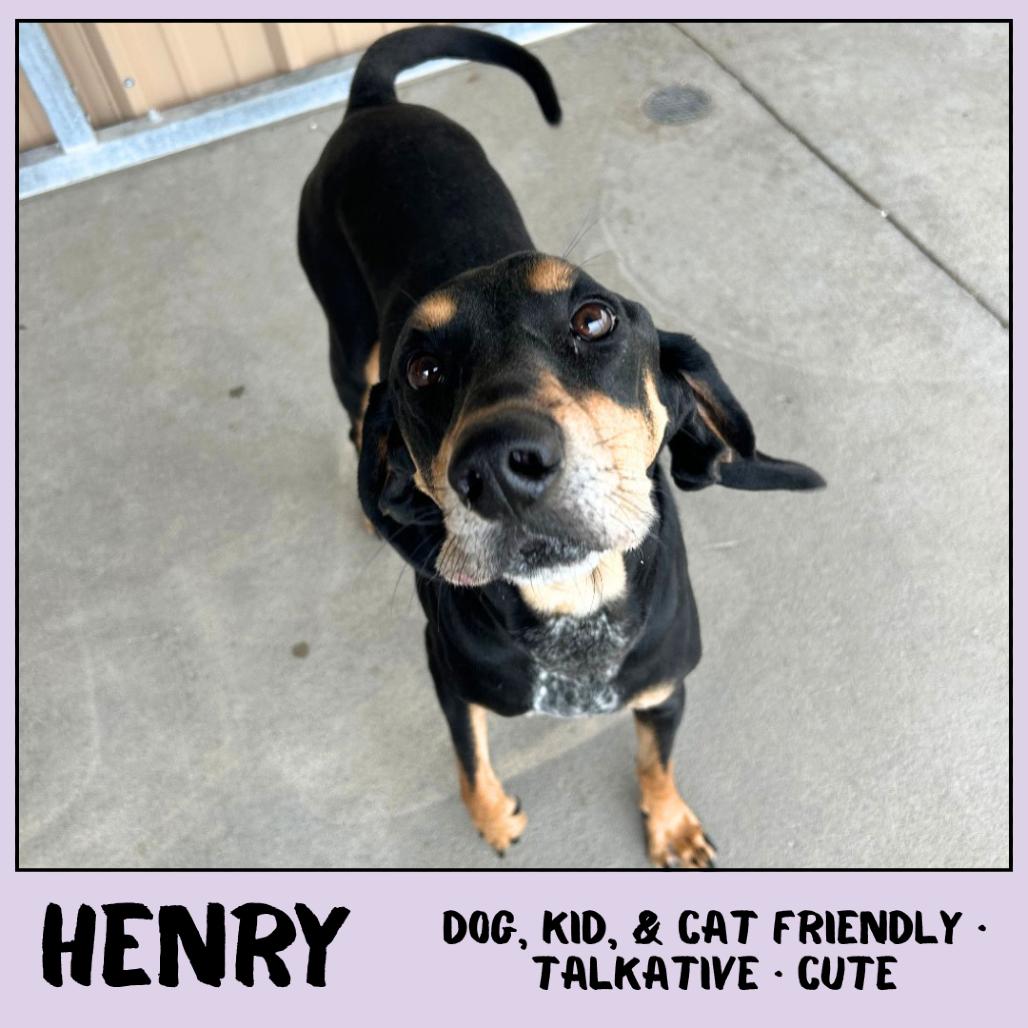 Henry, a Adoptable Coonhound in Emporia, KS image 5/5