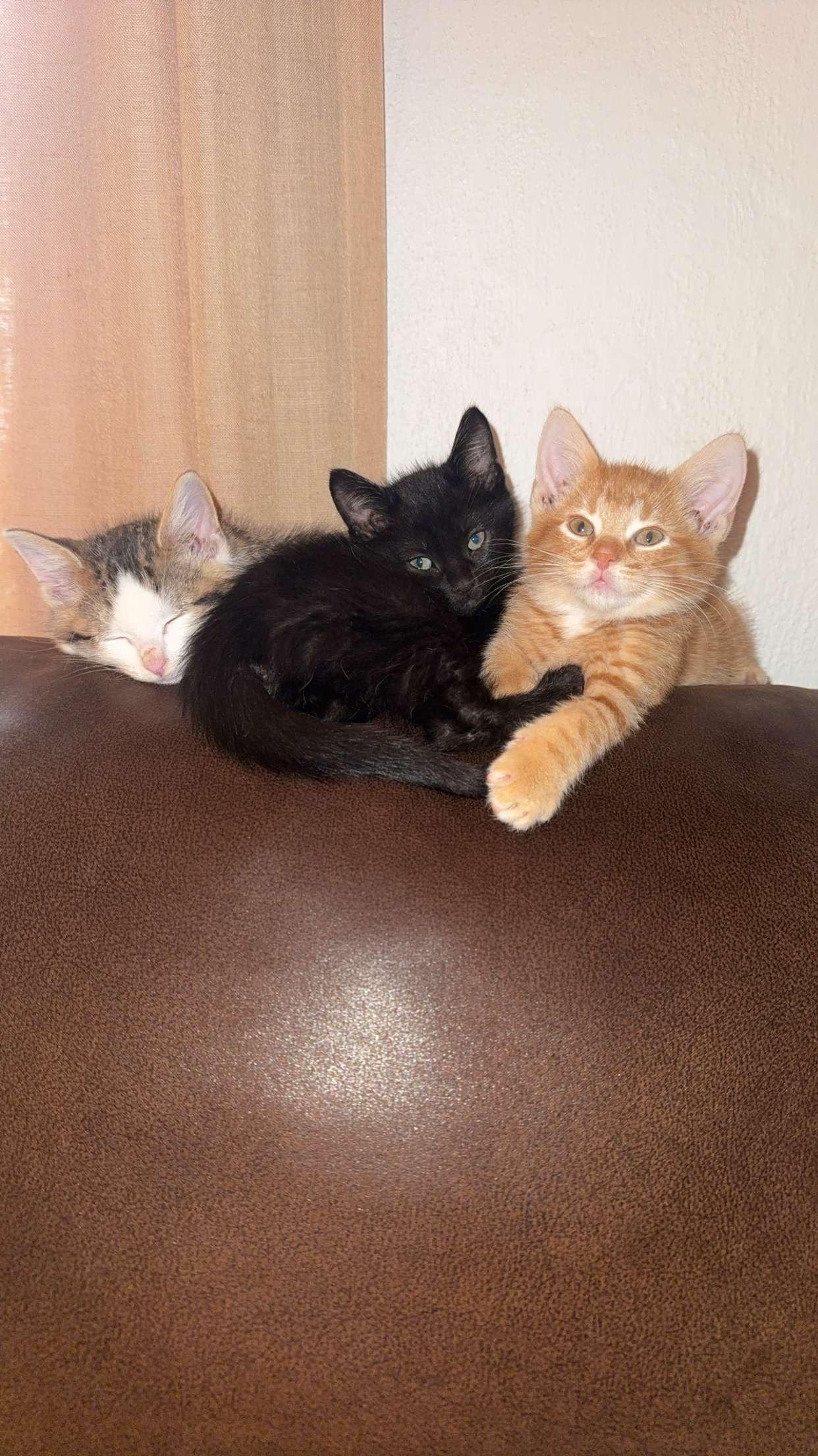 Amos, adopted, Kitten Male Domestic Short Hair.