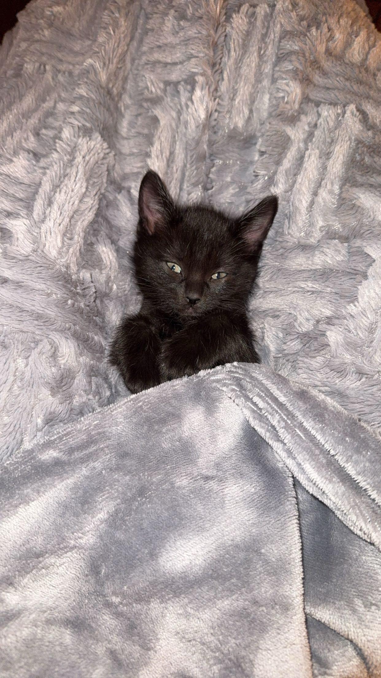 Enlarge Amos, an adopted Domestic Short Hair in Onalaska, WI image 2/2