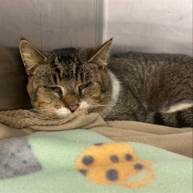 POPEYE, Adoptable, Adult Male Domestic Short Hair.
