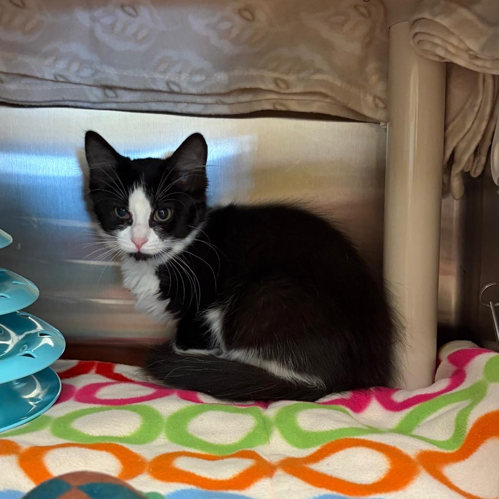 Enlarge Heidi, a Adoptable Domestic Medium Hair in Keizer, OR image 1/3