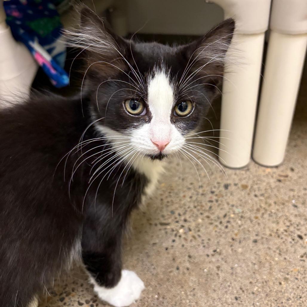 Enlarge Heidi, a Adoptable Domestic Medium Hair in Keizer, OR image 2/3