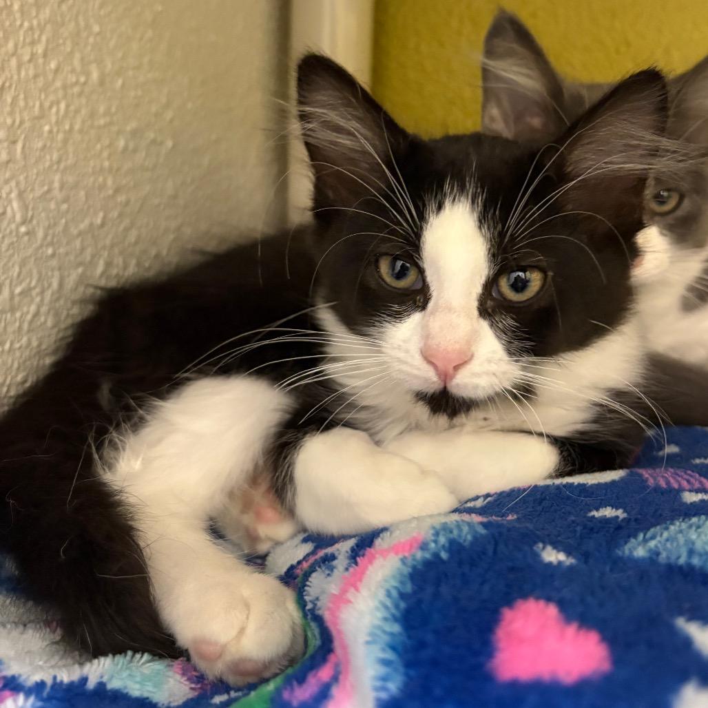 Enlarge Heidi, a Adoptable Domestic Medium Hair in Keizer, OR image 3/3
